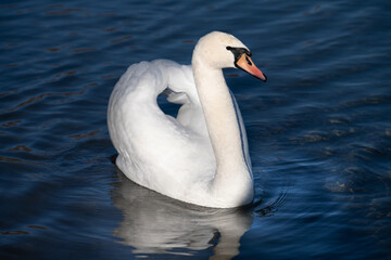 A white magnificent mute swan calmly swims on blue water in a lake. The swan has its wings slightly up.