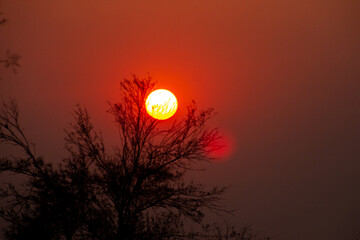 Obraz premium Glowing sunrise through the trees