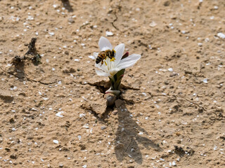 A bee collects pollen from a flower in the winter in the desert