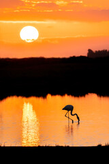 Fototapeta na wymiar Flamingo's during a beautiful orange sunset in Portugal, the Algarve