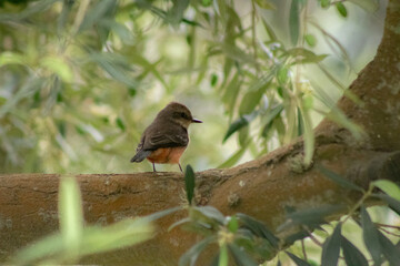 Pyrocephalus - Turtupilín