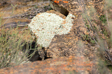 Map of Africa in Lichen