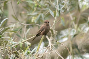 Pyrocephalus - Turtupilín Hembra