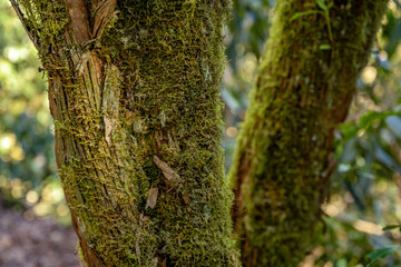 Obraz premium highlands nc