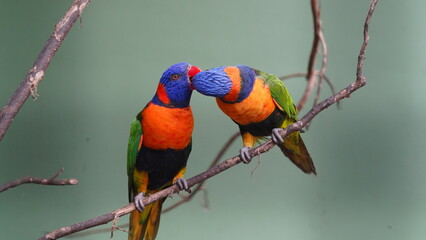 Red-collared lorikeet|Psittaciformes|Trichoglossus|Trichoglossus|紅領吸蜜鸚鵡| rubritorquis红领彩虹鹦鹉