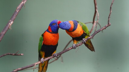 Red-collared lorikeet|Psittaciformes|Trichoglossus|Trichoglossus|紅領吸蜜鸚鵡|...