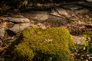 forest