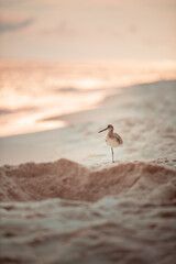 Sandpiper On The Beach Facing Away And Standing On One Leg.