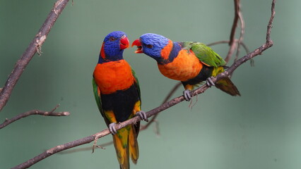 Red-collared