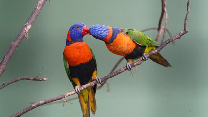 Red-collared lorikeet|Psittaciformes|Trichoglossus|Trichoglossus|紅領吸蜜鸚鵡| rubritorquis红领彩虹鹦鹉