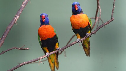 Red-collared lorikeet|Psittaciformes|Trichoglossus|Trichoglossus|紅領吸蜜鸚鵡| rubritorquis红领彩虹鹦鹉