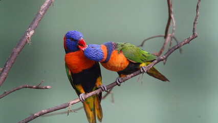 Red-collared lorikeet|Psittaciformes|Trichoglossus|Trichoglossus|紅領吸蜜鸚鵡| rubritorquis红领彩虹鹦鹉