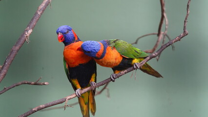 Red-collared lorikeet|Psittaciformes|Trichoglossus|Trichoglossus|紅領吸蜜鸚鵡| rubritorquis红领彩虹鹦鹉