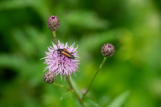 Stenurella melanura bug on Cirsium arvense (creeping thistle) plant with bokeh