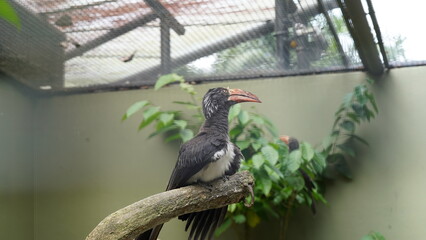 Bucerotiformes|Bucerotidae|Lophoceros|Crowned hornbill|非洲犀鳥|冕弯嘴犀鸟