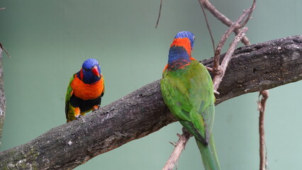 Red-collared lorikeet|Psittaciformes|Trichoglossus|Trichoglossus|紅領吸蜜鸚鵡| rubritorquis红领彩虹鹦鹉