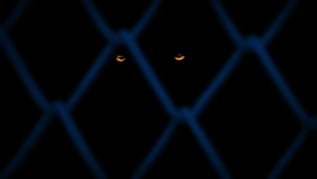Glowing Animal Eyes Behind Fence At Night