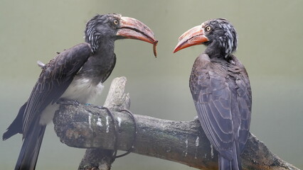 Bucerotiformes|Bucerotidae|Lophoceros|Crowned hornbill|非洲犀鳥|冕弯嘴犀鸟
