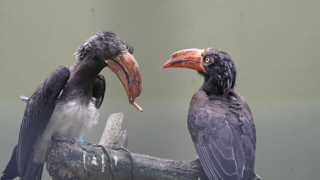 Bucerotiformes|Bucerotidae|Lophoceros|Crowned hornbill|非洲犀鳥|冕弯嘴犀鸟