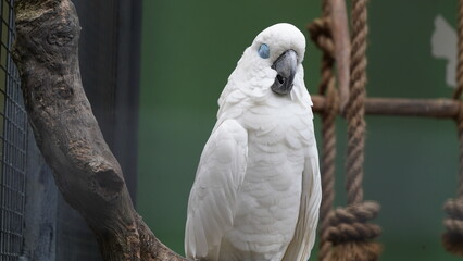 Psittaciformes| Cacatuidae|Cacatua|Cacatua ophthalmica|葵花鳳頭鸚鵡|藍眼鳳頭鸚鵡