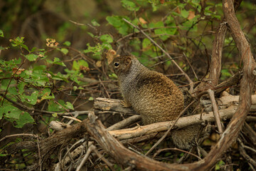 Zion National Park Squirrel