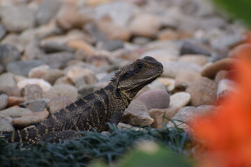 Water dragon next to orange flower at the Chinese Garden of Friendship, Sydney