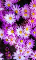 Obraz na płótnie Canvas purple and white flowers- Created with Generative AI Technology