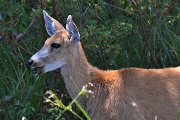 Ciervo de los pantanos (Blastocerus dichotomus) 