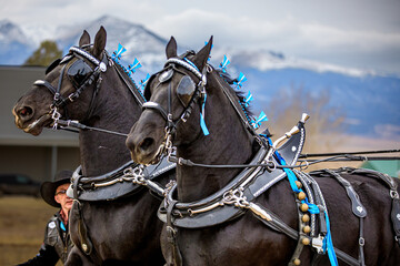 Percheron Horse team pulling a carriage