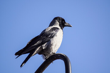 crow on a branch