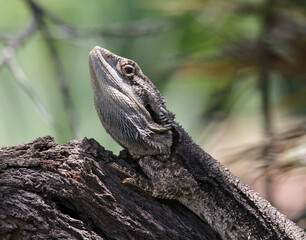 Close up portrait of an Eastern bearded dragon lizard reptile sitting on a tree