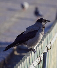 crow on a fence