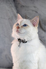Portrait of a cute red-point ragdoll kitten cat against a grey background