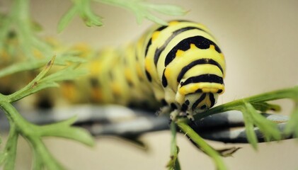 Black Swallowtail Caterpillar Eating Some Leaves.