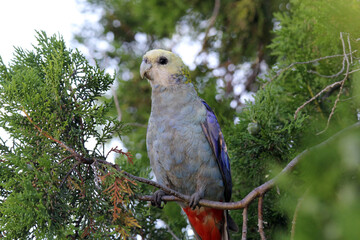 Pale-headed rosella parrot bird sitting in a pine tree