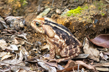 Cururu Toad (Rhinella diptycha)