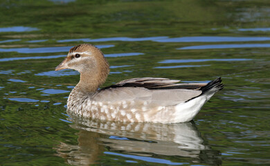 Fototapeta premium Australian wood duck bird swimming in a lake of water