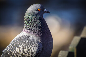close up of a pigeon