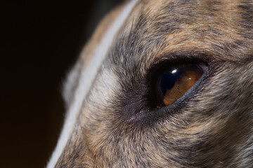 High contrast detail of pet dogs eye against plain dark background