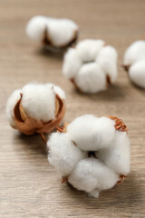 Beautiful cotton fluffy flowers on wooden table, closeup