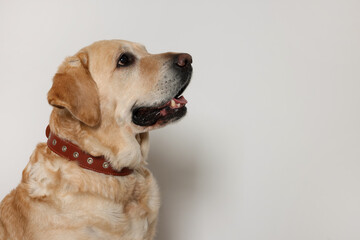 Cute Labrador Retriever in dog collar on white background. Space for text