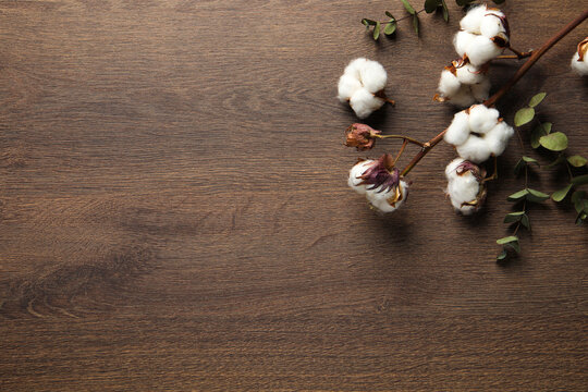 Dry cotton branch with fluffy flowers and leaves on wooden table, flat lay. Space for text