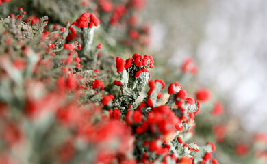 Closeup of the apothecia of British soldier lichen (Cladonia cristatella)