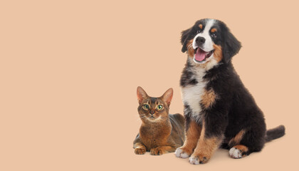 Happy pets. Adorable Bernese Mountain Dog puppy and Abyssinian cat on beige background, space for...