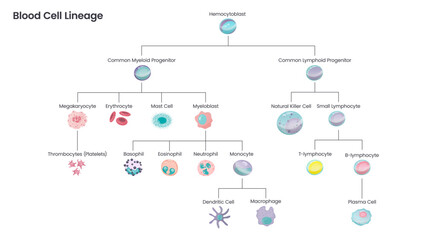 Fototapeta na wymiar Blood Cell Lineage educational science vector illustration diagram