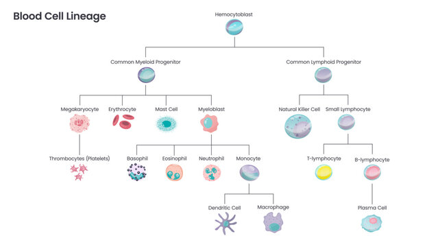 Blood Cell Lineage educational science vector illustration diagram