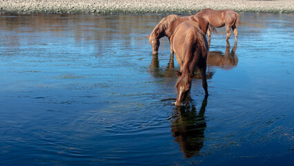 Small band of bay horses feeding on eel grass in the Salt River near Mesa Arizona United States