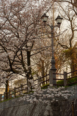 Obraz premium 桜