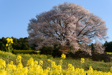 桜と菜の花