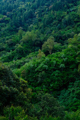 Fototapeta na wymiar Aerial view of Rainforest trees.